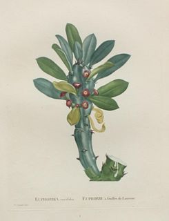 Pierre Joseph Redoute - Euphorbia neriifolia