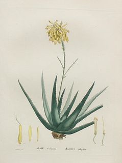 Pierre Joseph Redoute - Aloe vulgaris