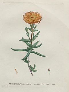 Pierre Joseph Redoute - Mesmbryanthemum Ficoide
