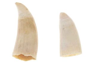 19th Century Sperm Whale Teeth Collection of Two