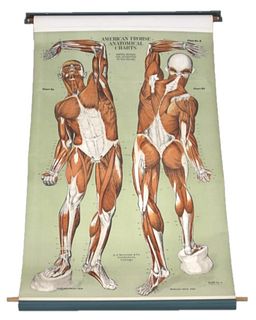 1918 Frohse Anatomical Chart by Fritz Frohse