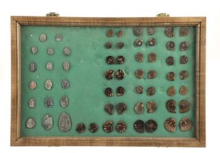 Utah Trilobites & Ammonites In Wood Display Case
