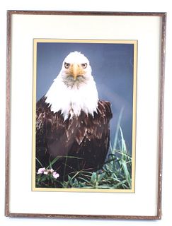Harold. E. Wilson Ltd Ed. Photograph Bald Eagle
