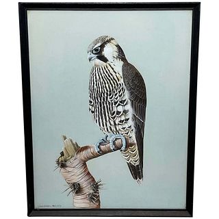 Peregrine Falcon "PEREGRINE FALCON" PAINTING
