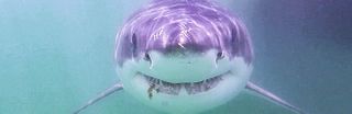 Atlantic White Shark Conservancy Private Charter 