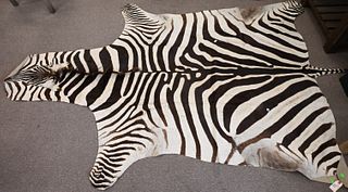 Vintage Zebra Skin Taxidermy Area Rug