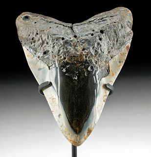 Fossilized Megalodon Tooth Polished Enamel 5.85"