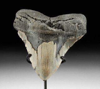 Huge Prehistoric Fossilized Megalodon Tooth - 6"