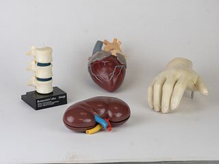 Vintage Merck Anatomical~ Medical Models~ Hand, Heart & Kidney