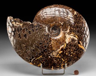 12" Fossilized Ammonite Polished Quartzite Formations