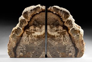 Oregon Eocene Petrified / Fossilized Wood Bookends