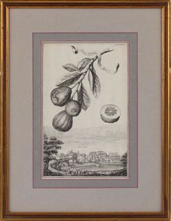 After Johann Volckamer, Three Botanical Prints