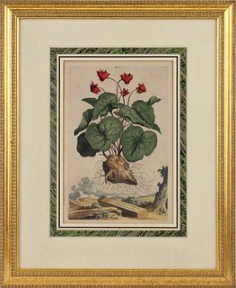 Four Botanical Engravings