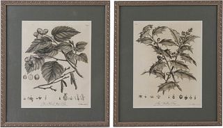 Two J. Miller Black and White Engravings