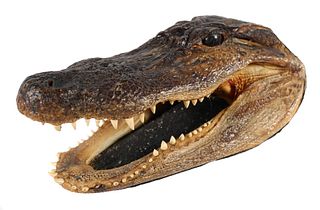 Vintage Alligator Head Taxidermy
