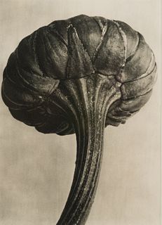 Karl Blossfeldt 'Chrysanthemum' Photogravure Print