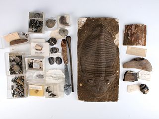 FOSSILS COLLECTED BY GEOLOGY EXPERT