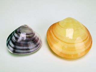 TWO CLAM SHELLS FROM MONTEREY BAY, CALIFORNIA