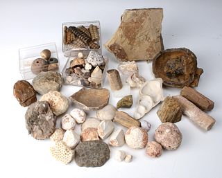 GEOLOGIST COLLECTION SAMPLES CORAL, SHELLS, RATTLESNAKE RATTLES, AND MUCH MORE