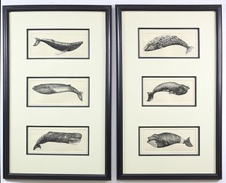 Two Framed David Lazarus Limited Edition Etchings of Whale Species