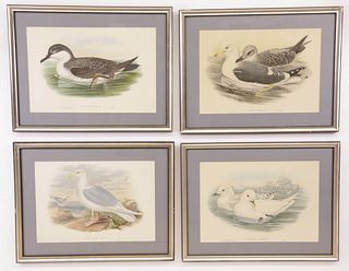 Four John Gould Colored Lithographs of Seagulls