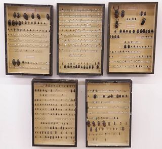 Group of Five Antique French Shadow Boxes of Beetles, "Cartons A Insectes"