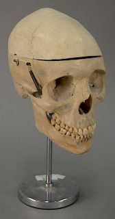 Human skull with movable jaw. total ht. 12 1/2in.