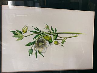 19th C. Framed and signed botanical Edward Marchuk Acrylic and pencil