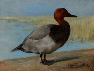Gustav Muss – Arnolt (1858 – 1927) — Redhead Duck