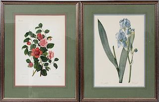 WEDDELL HAND COLORED BOTANICAL PRINTS PAIR