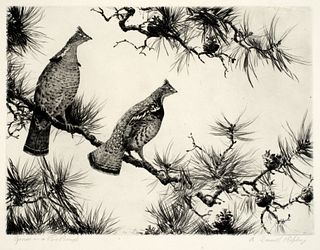 Aiden Lassell Ripley (1896-1969), Grouse on a Pine Bough, c.1940