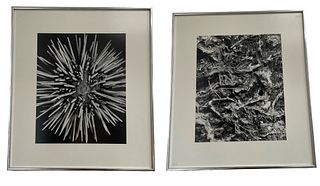 Black & White Botanical Macro Photography Prints 