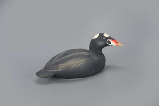Surf Scoter Decoy by The Ward Brothers