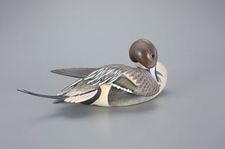 Preening Pintail by The Ward Brothers