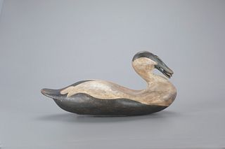 Eider with Mussel by Frank S. Finney (b. 1947)
