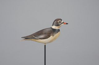 Semipalmated Plover by William Gibian (b. 1946)
