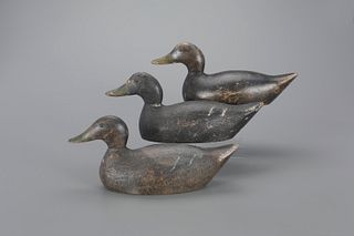 Three Rare Black Ducks by Evans Duck Decoy Co. (1921-1932)