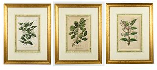 Three Elegantly Presented Asian Mistletoe Hand Colored Prints from Karl Blume's Flora Javae