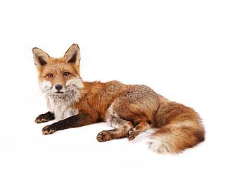 TAXIDERMY FOX