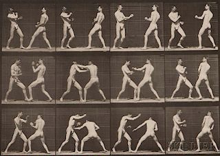 Eadweard Muybridge (British, 1830-1904)      Plate 338 (Men Boxing) from Animal Locomotion