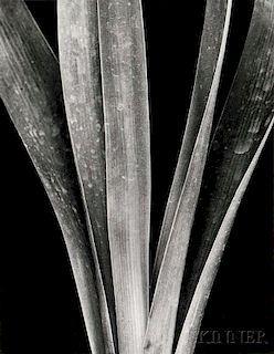 Brett Weston (American, 1911-1993)      Lily Stalks