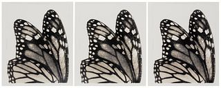Joel Glassman (b. 1946), "Butterfly Wing III #9 Maripos (Monarch) Wings," from "Little Monster Series," Each: Toned gelatin silver print on paper laid