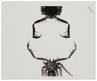 Joel Glassman (b. 1946), "#3 Little Monster Series," Gelatin silver print on paper mounted to foamboard, as issued, Image: 18" H x 22.5" W; Sheet: 20"
