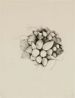 Beth Van Hoesen (1926-2010), "Radishes," 1962, Etching and drypoint on paper, Plate: 17.75" H x 13.75" W