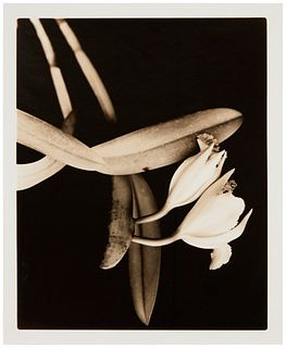 Joel Glassman (b. 1946), "Morning Becomes Electra," 1996, Sepia and toned gelatin silver print on paper, Image: 18.25" H x 14.25" W; Sheet: 20" H x 16
