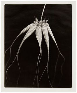 Joel Glassman (b.1946), "Morning Becomes Electra," 1996, Sepia and toned gelatin silver print on paper, Image: 18" H x 14.375" W; Sheet: 20" H x 16" W