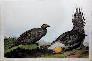 Audubon Aquatint Engraving, Cock of the Plains