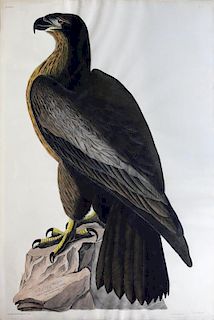 Audubon Aquatint Engraving, Bird of Washington