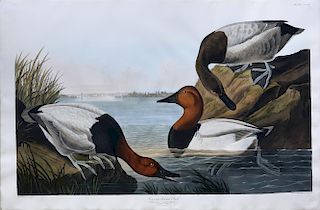 Audubon Aquatint Engraving, Canvas-Backed Duck