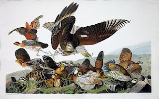 Audubon Aquatint Engraving, Virginia Partridge